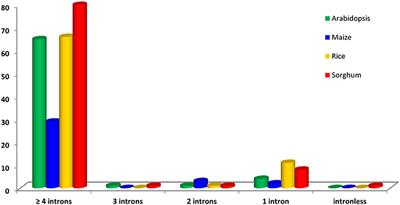 Comparative Analysis of CDPK Family in Maize, Arabidopsis, Rice, and Sorghum Revealed Potential Targets for Drought Tolerance Improvement